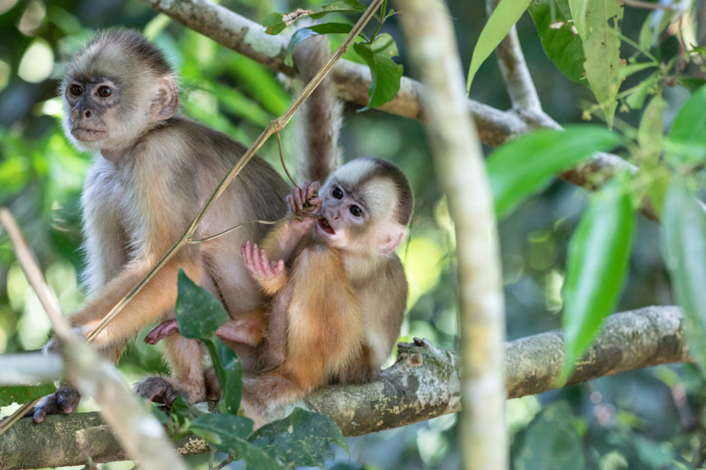 Singes capucins, Amazonie